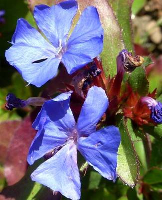 CERATOSTIGMA PLUMBAGINOIDES